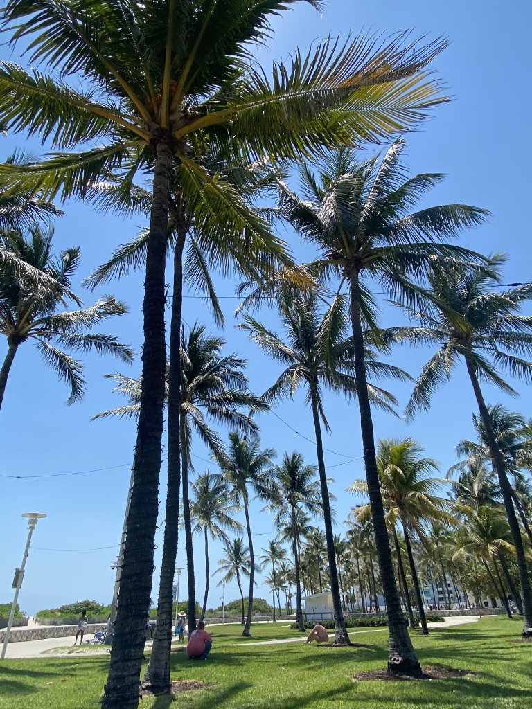 South Pointe Beach in dwontown Miami Florida with beautiful palm trees